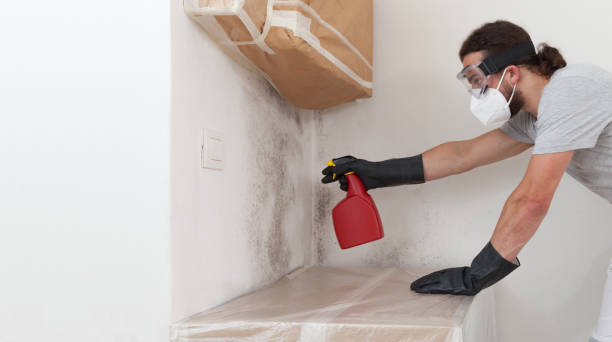 Professional Basement Mold Remediation technician working in Roseland, NJ