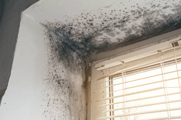 Affordable Basement Mold Remediation solutions in Roseland, NJ